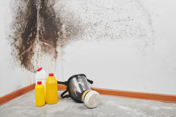Best Basement Mold Remediation in Richfield, WI
