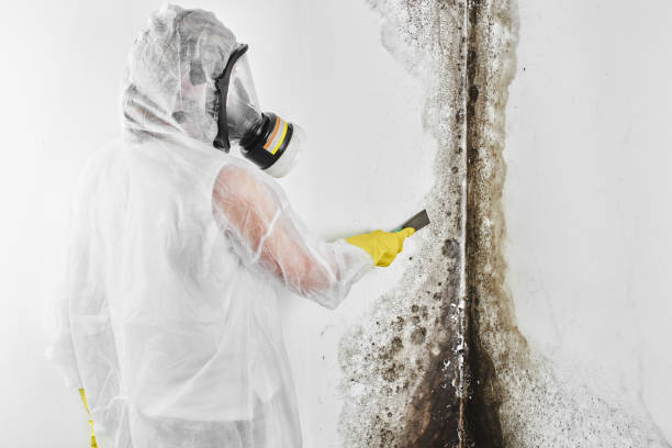 Best Bathroom Mold Remediation in Richfield, WI