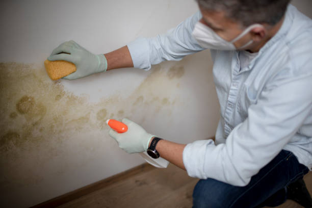 Best Health and Safety Mold Remediation in Richfield, WI