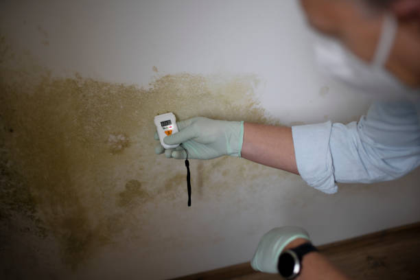 Best Emergency Mold Remediation in Richfield, WI
