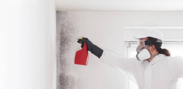 Best DIY Mold Remediation Support Services in Richfield, WI