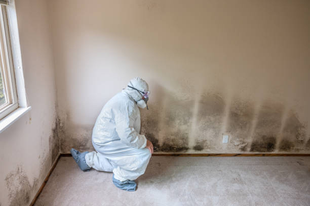 Best Post-Flood Mold Remediation in Richfield, WI
