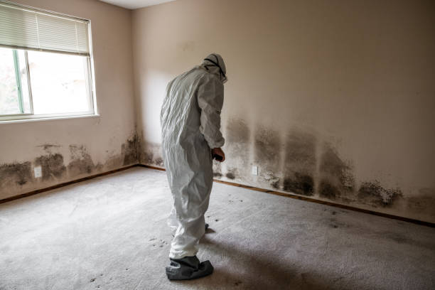 Best Post-Flood Mold Remediation in Richfield, WI
