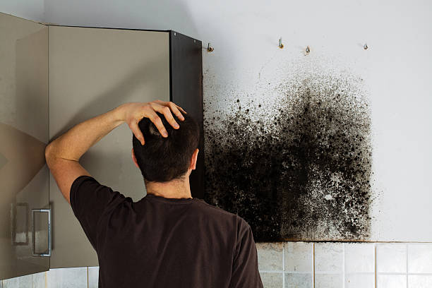 Best Black Mold Remediation in Richfield, WI